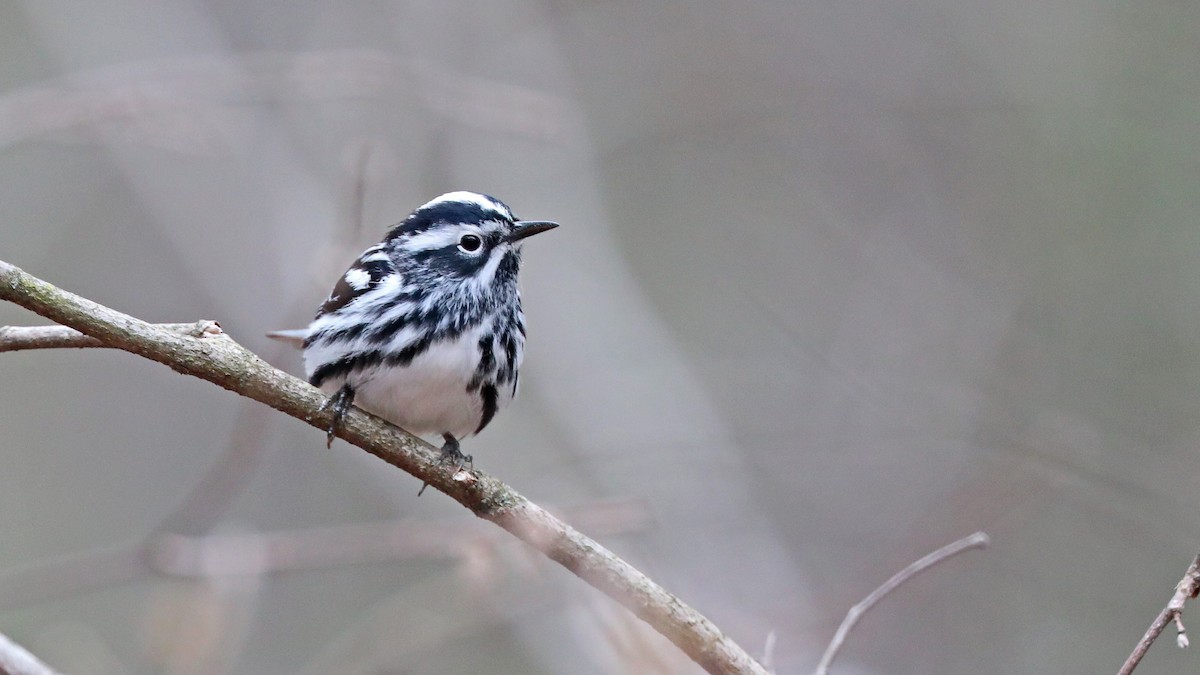 Black-and-white Warbler - ML235052741