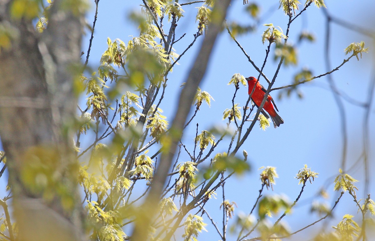 Scarlet Tanager - ML235053001