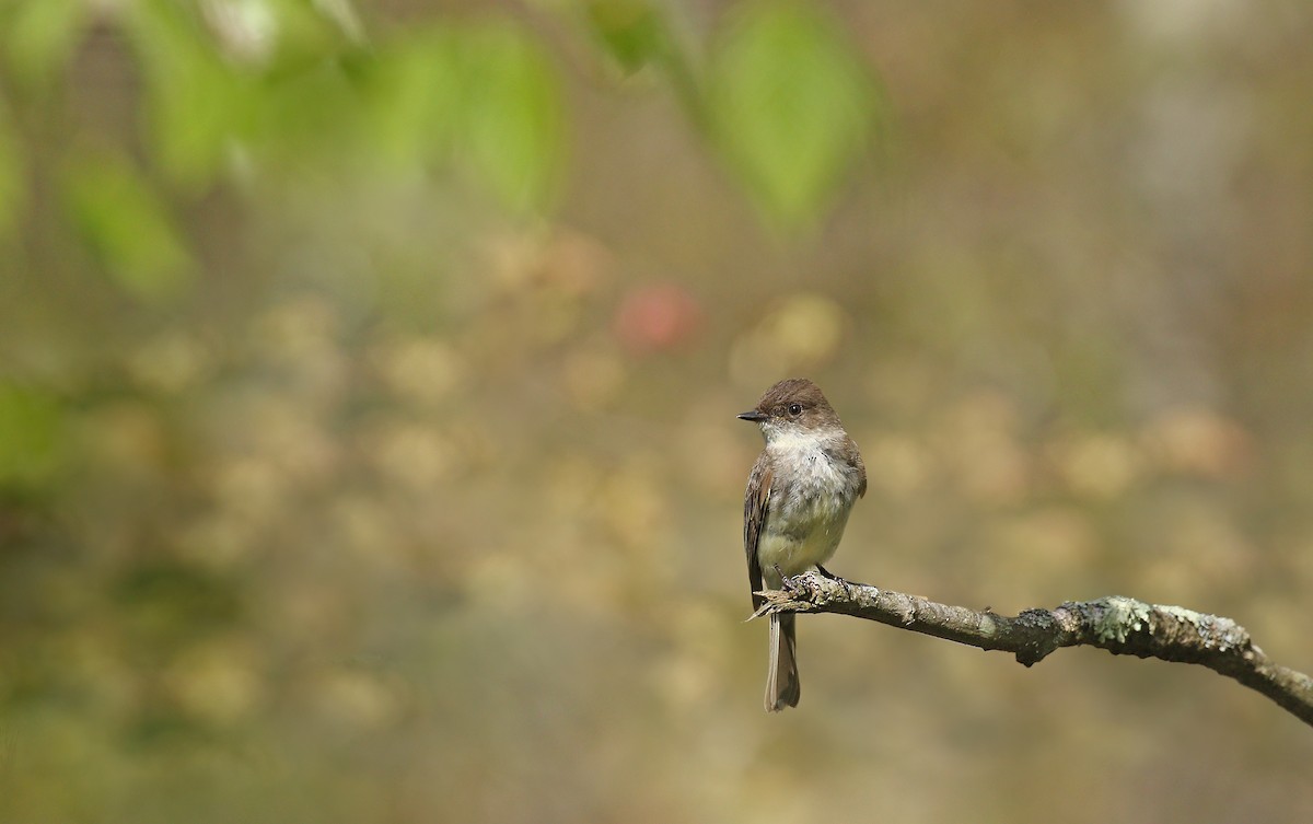 Eastern Phoebe - ML235053241