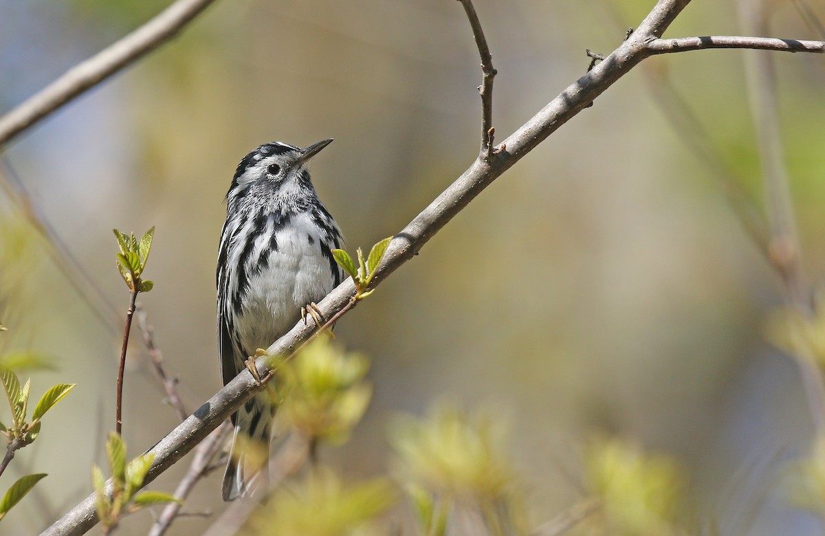 Black-and-white Warbler - ML235053371