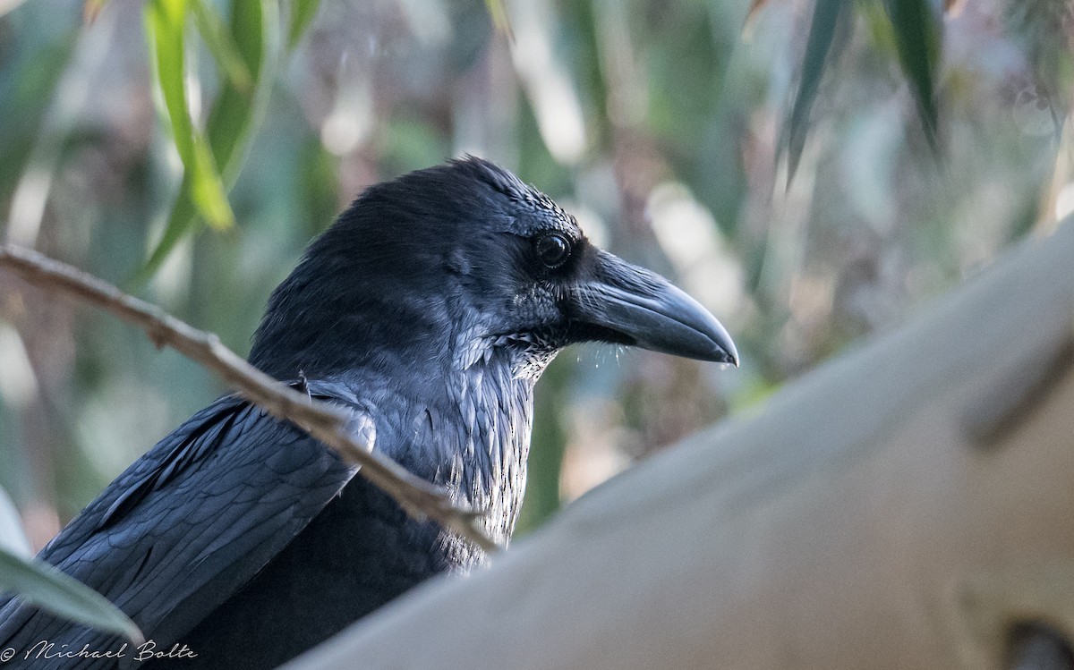 Common Raven - ML235053441