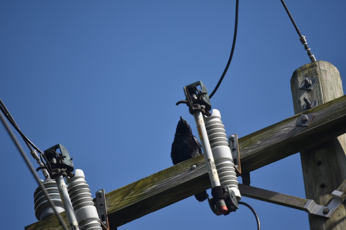 Fish Crow - ML235054001