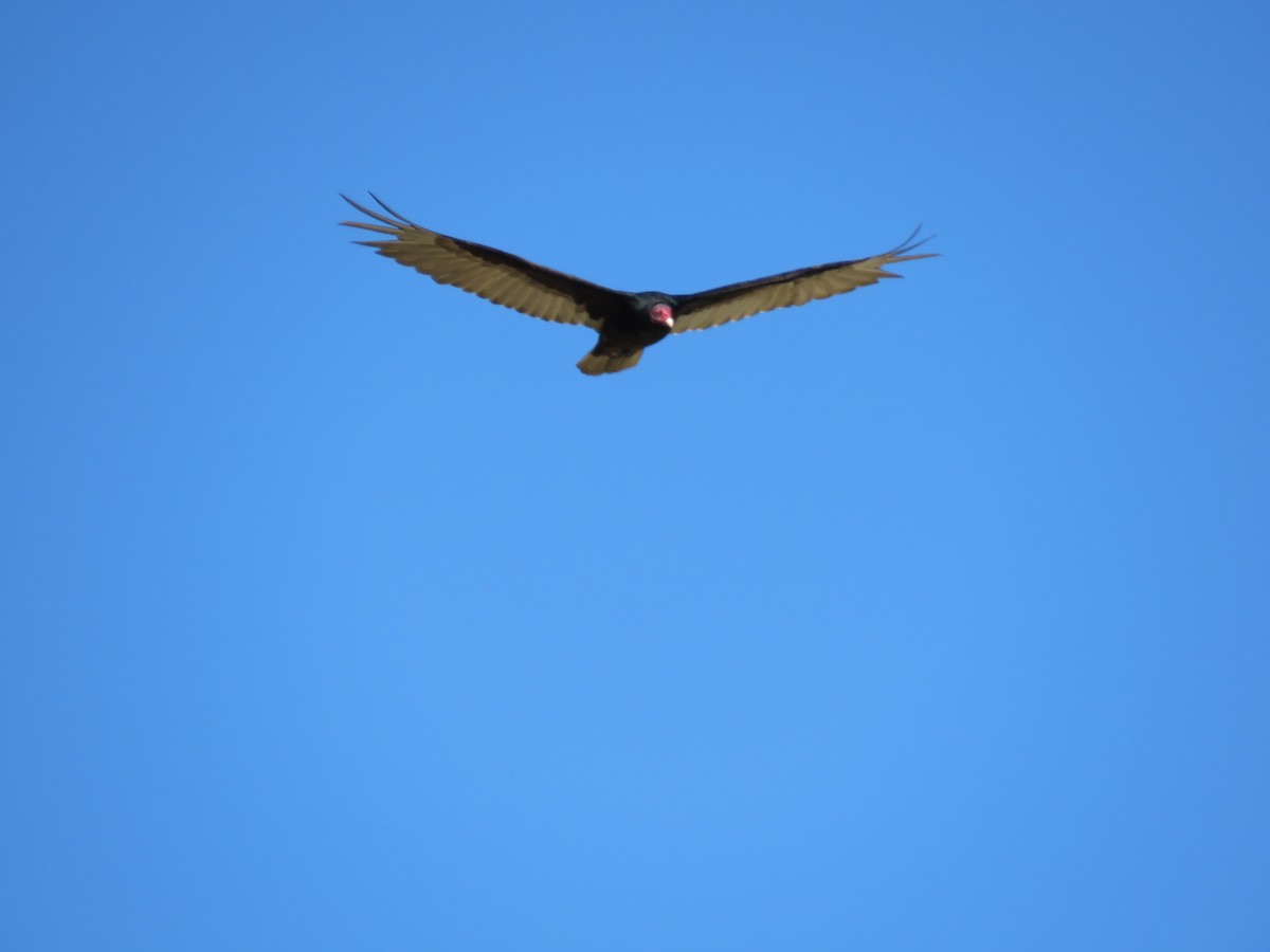 Turkey Vulture - ML235054351