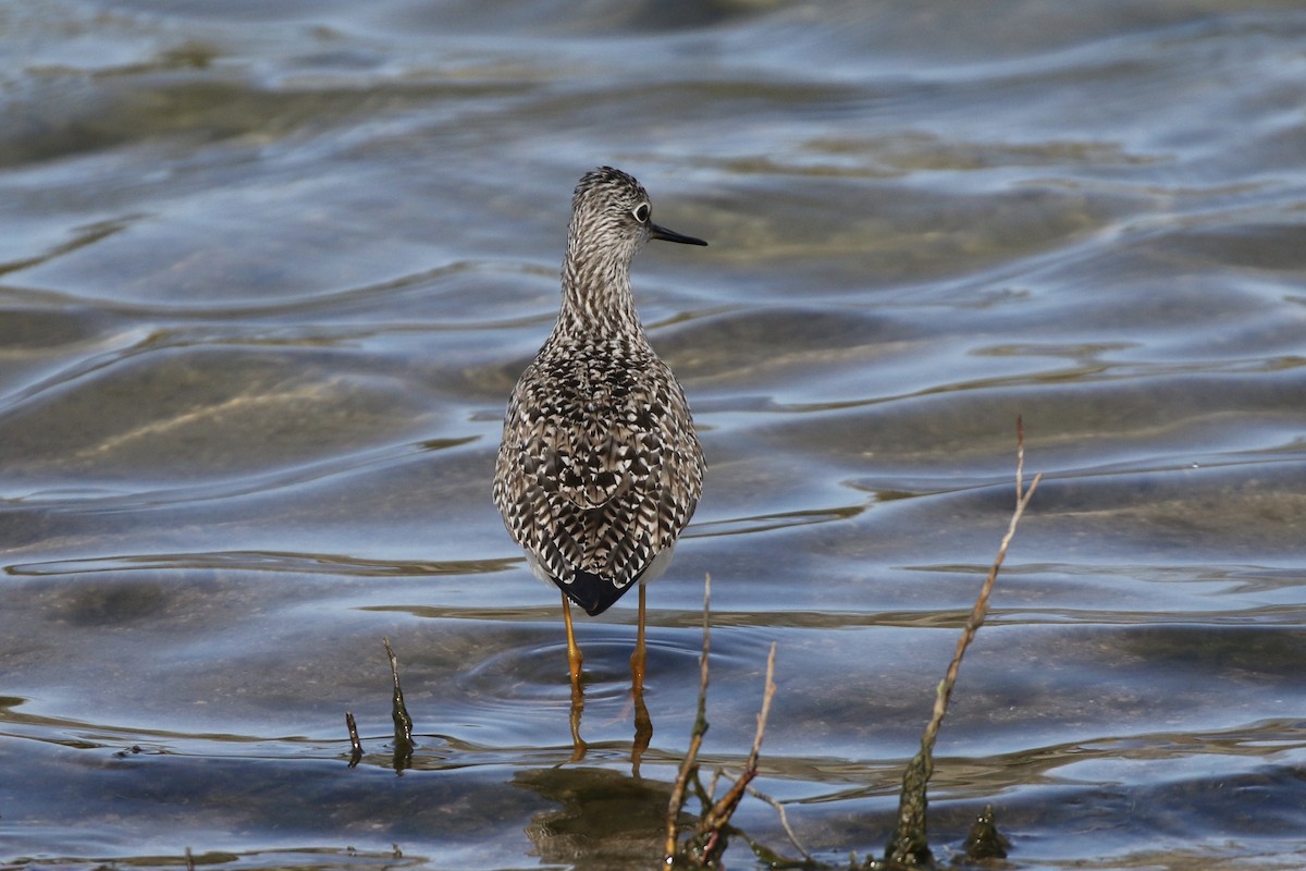 Lesser Yellowlegs - Gord Watts