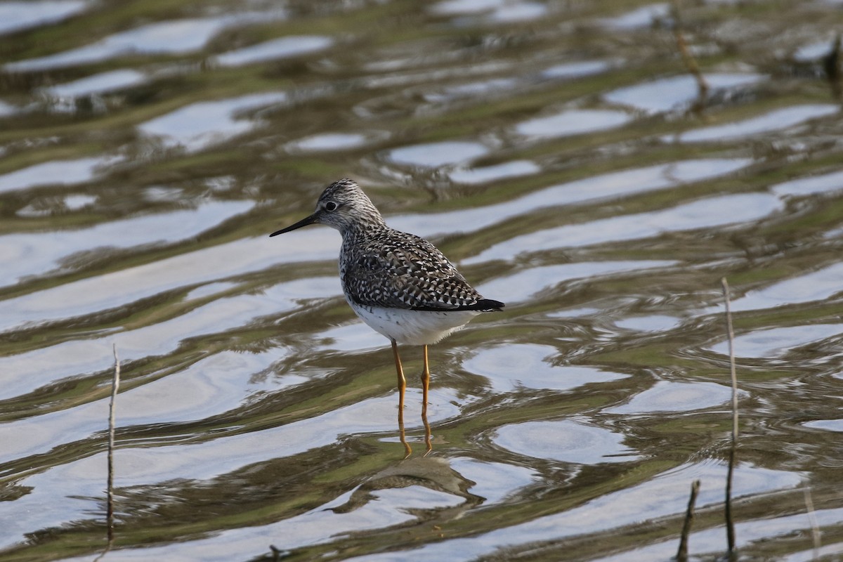 Lesser Yellowlegs - ML235054911