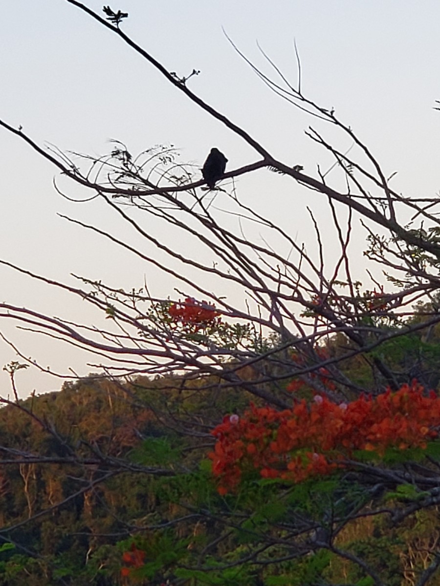 Greater Antillean Grackle - Teddy Rosario