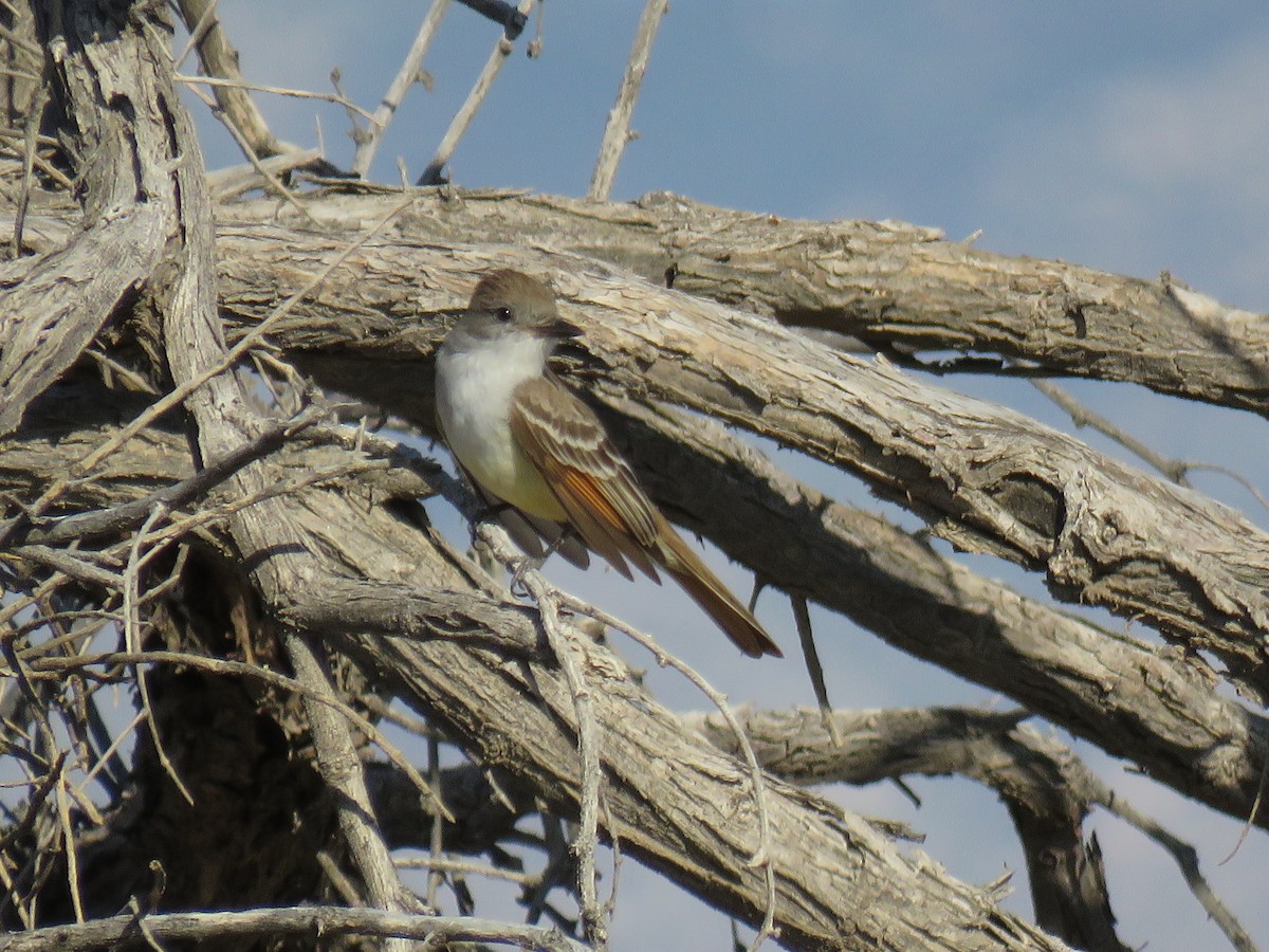 Ash-throated Flycatcher - Robert Theriault