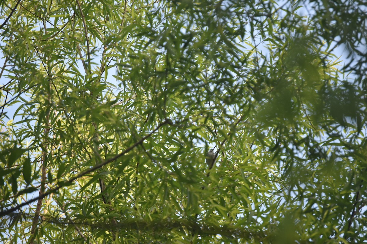 Blackpoll Warbler - ML235056251