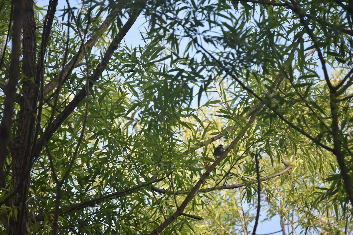 Blackpoll Warbler - ML235056261