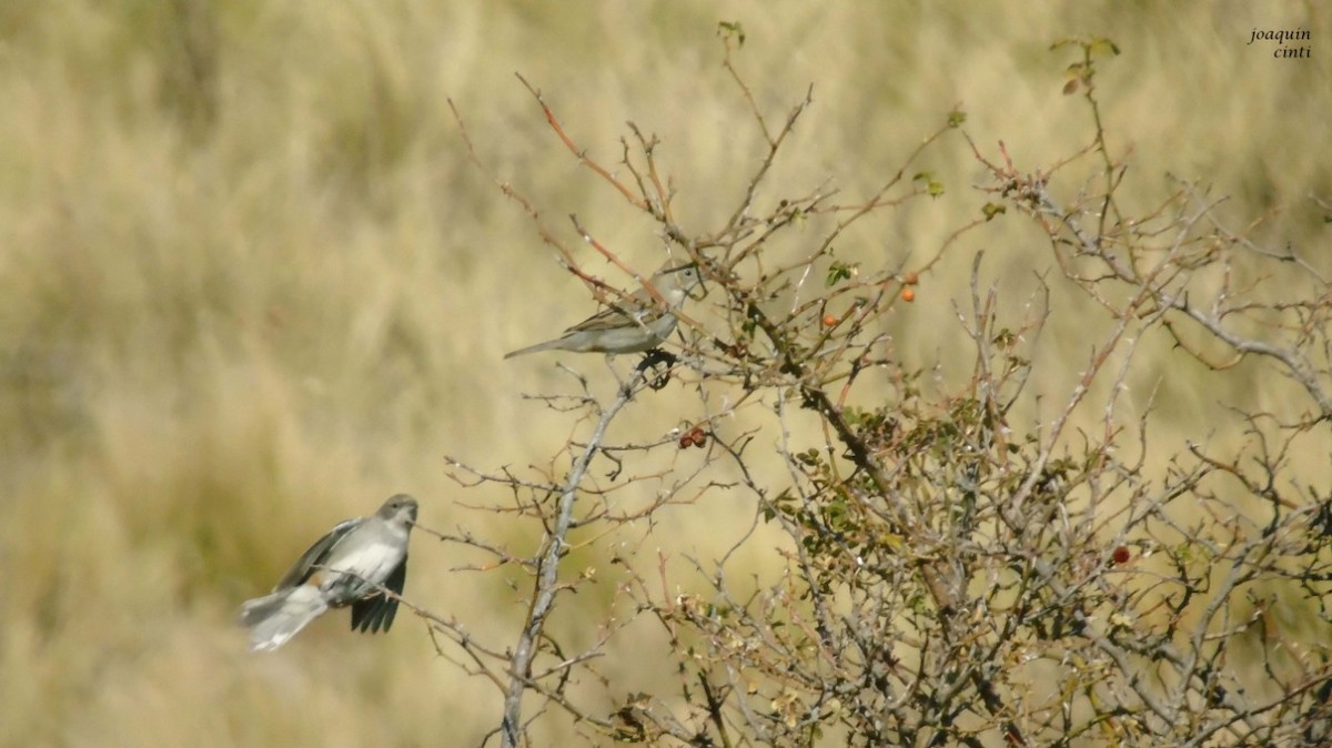 Diuca Finch - ML235056351