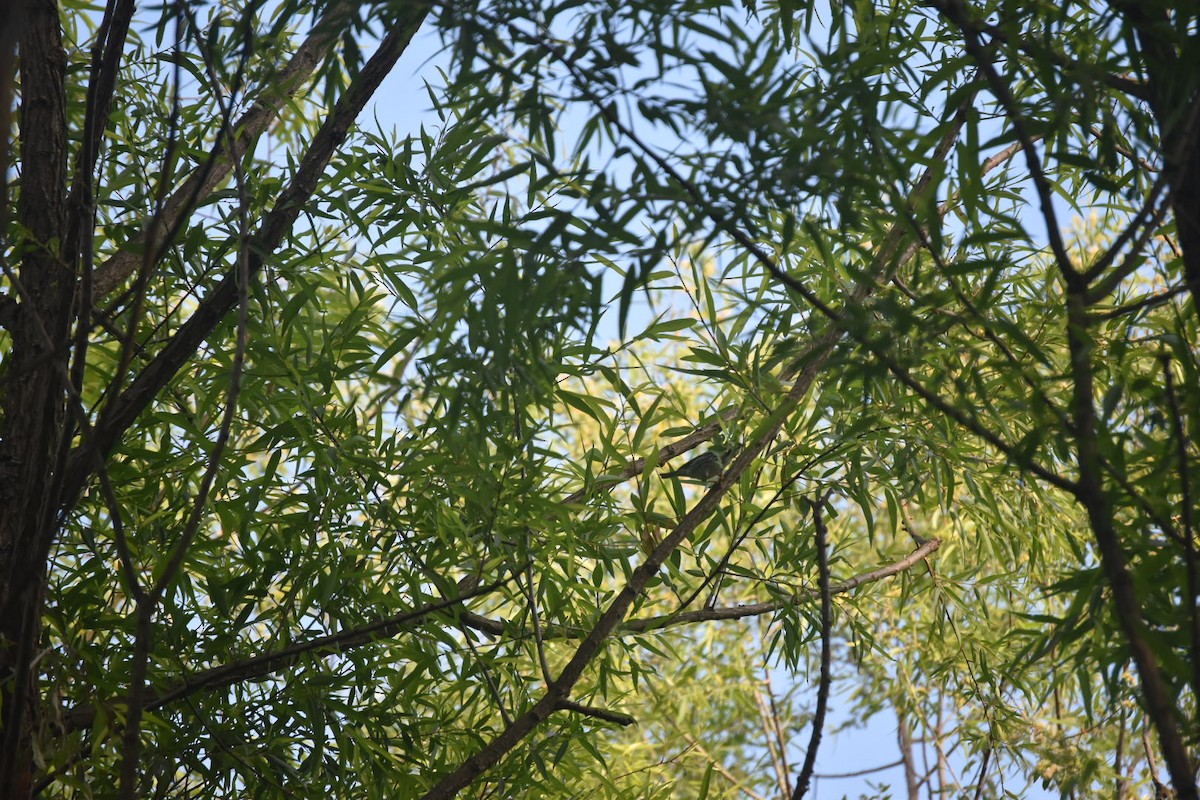 Blackpoll Warbler - ML235056491