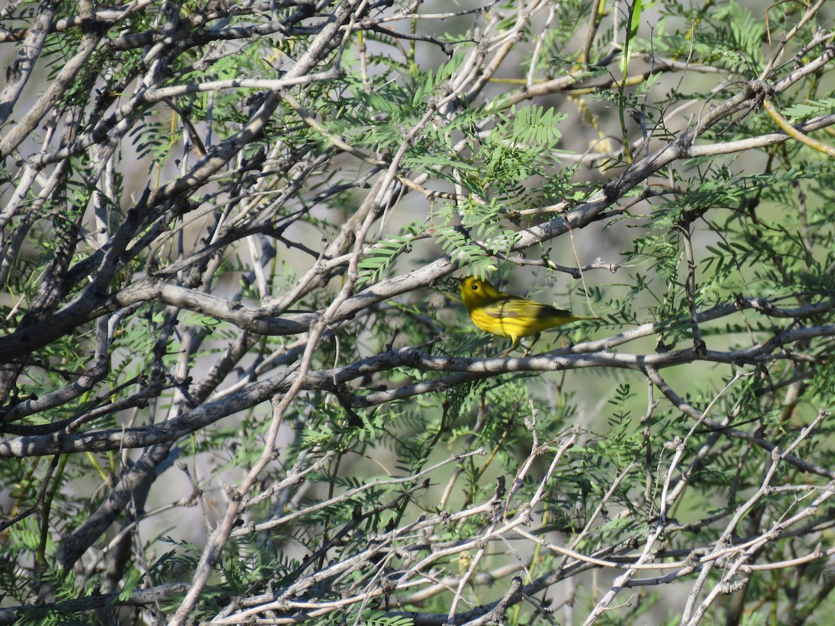 Yellow Warbler - Robert Theriault