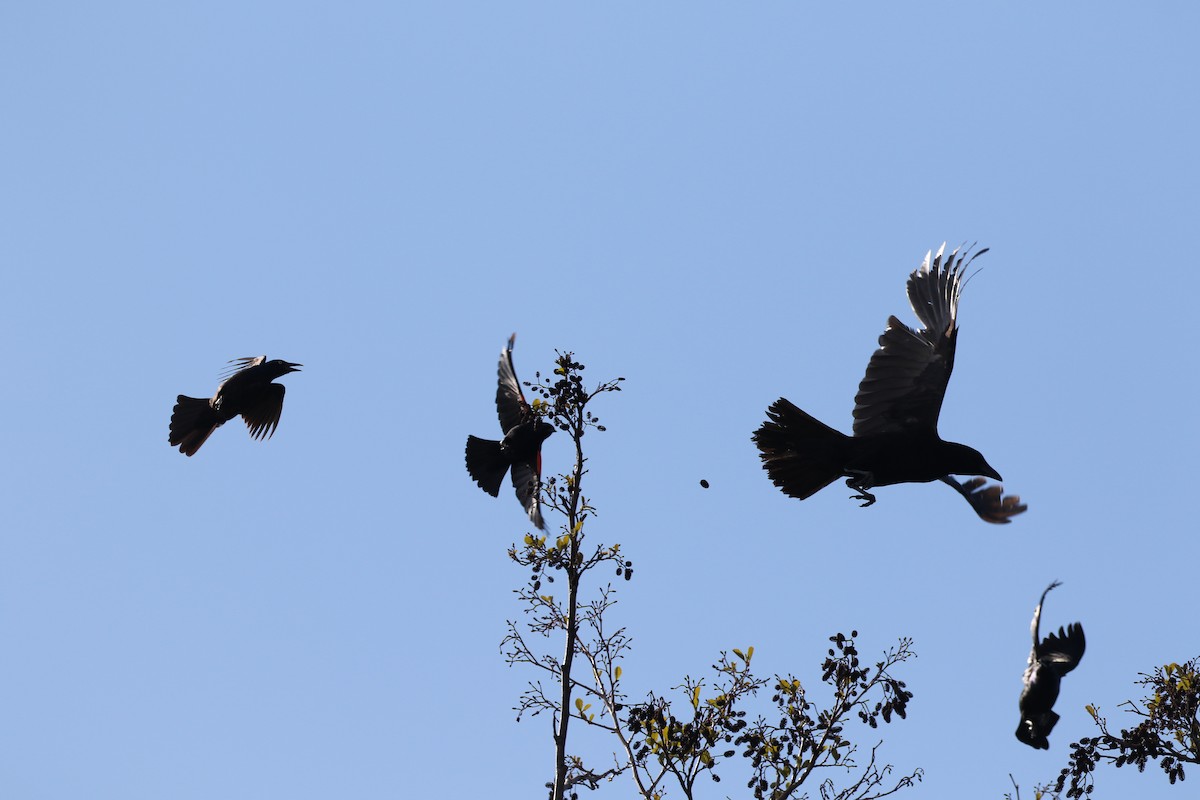 Common Raven - ML235057391