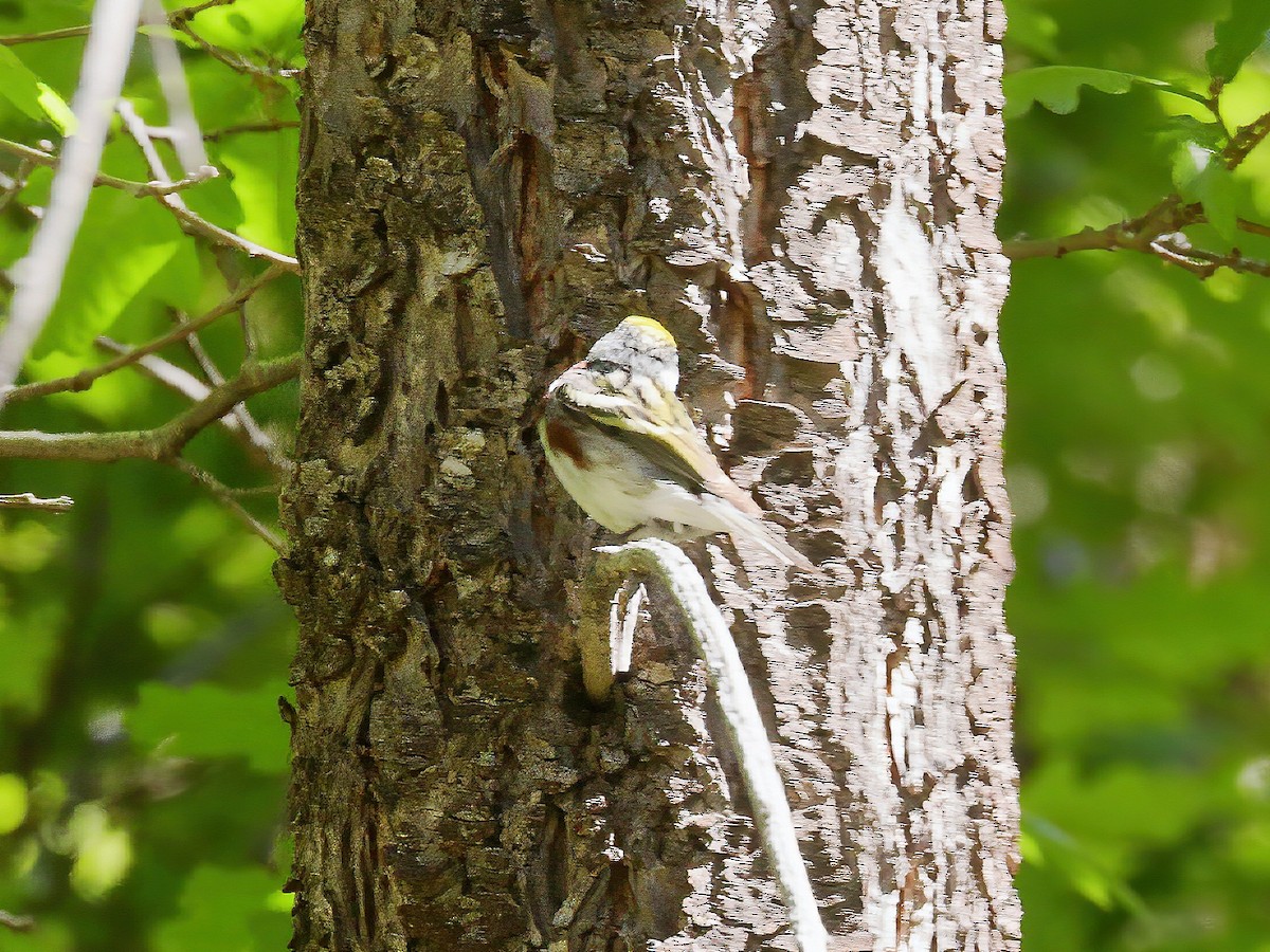 Chestnut-sided Warbler - ML235057571