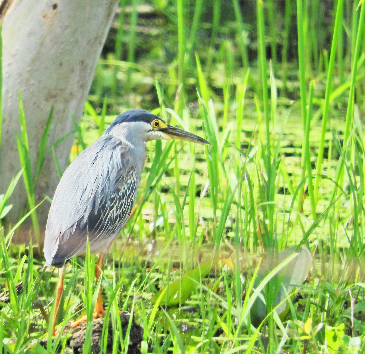 Striated Heron - ML235059281