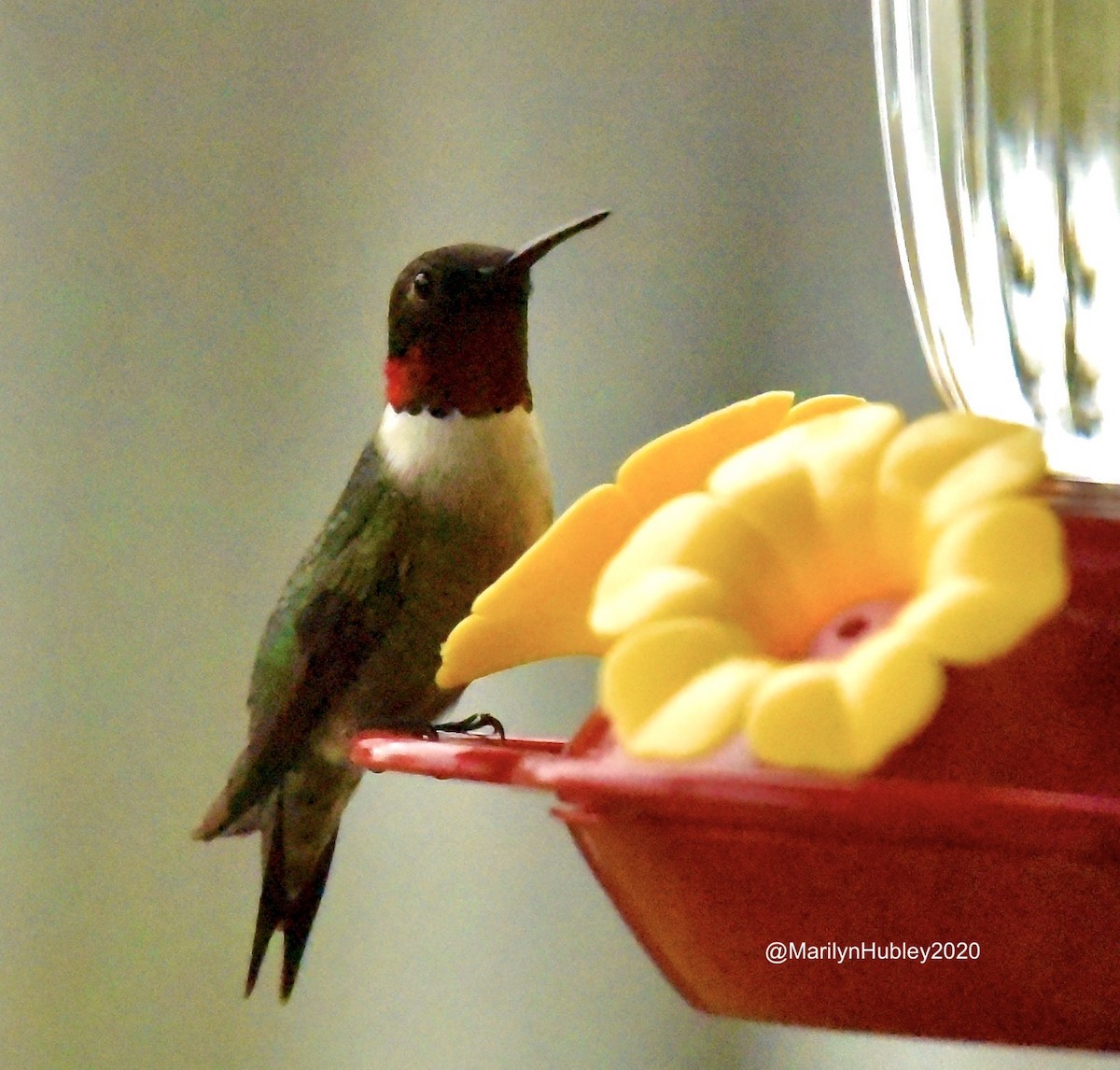 Ruby-throated Hummingbird - Marilyn Hubley
