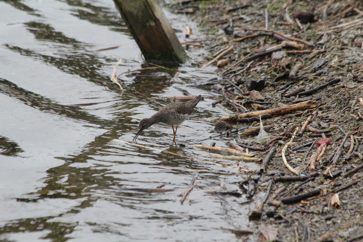 Lesser Yellowlegs - ML235060791