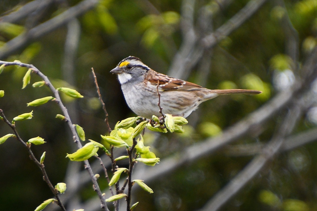 White-throated Sparrow - ML235063841