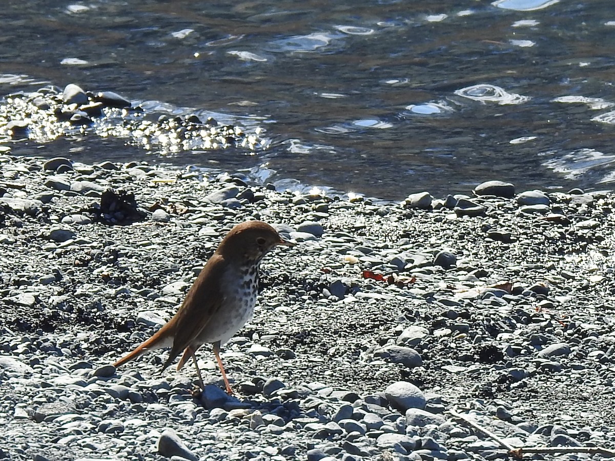 Hermit Thrush - ML235066911
