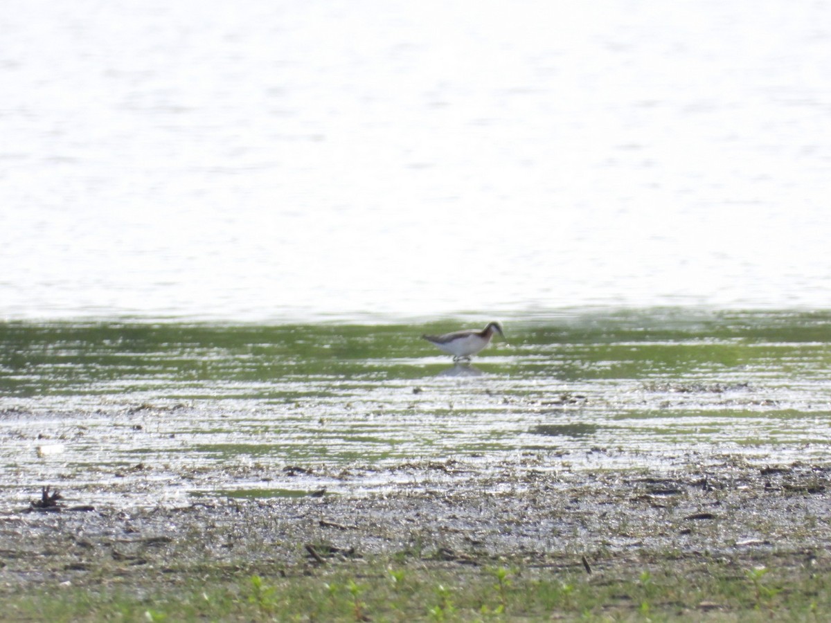 Wilson's Phalarope - ML235067881