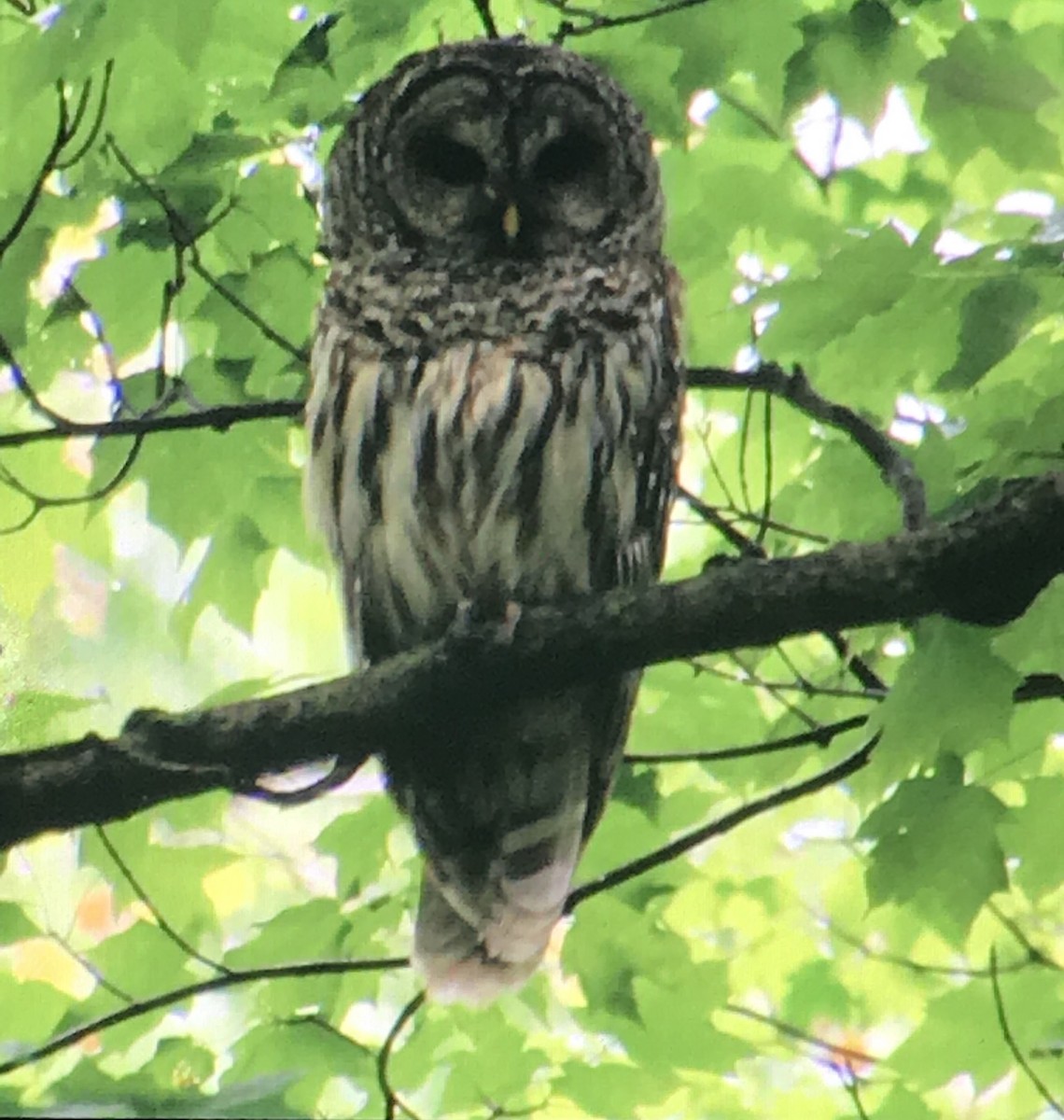 Barred Owl - ML235071641