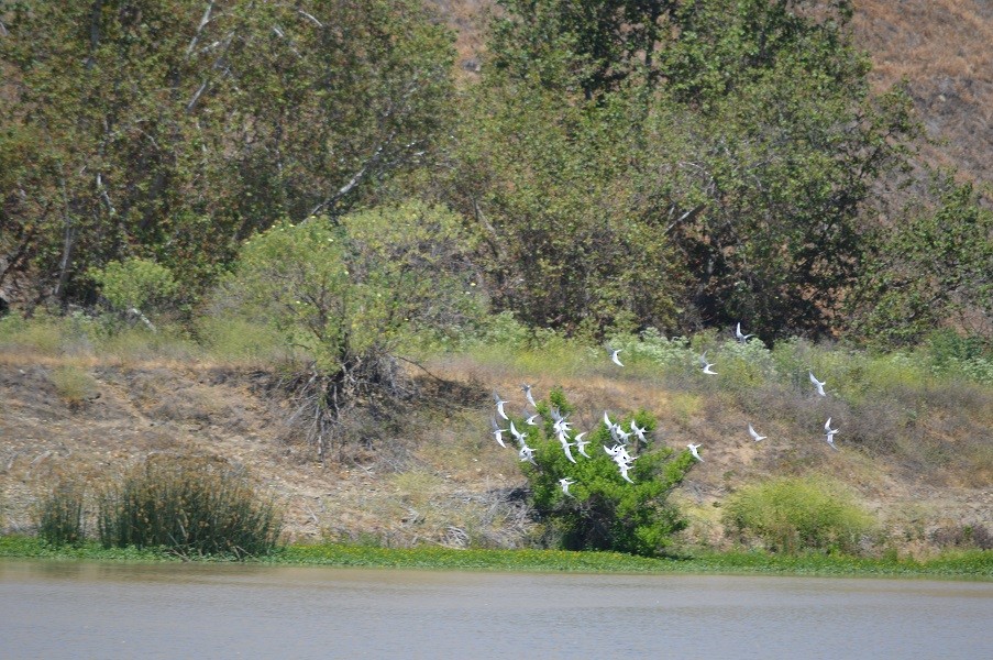 Forster's Tern - ML235072081