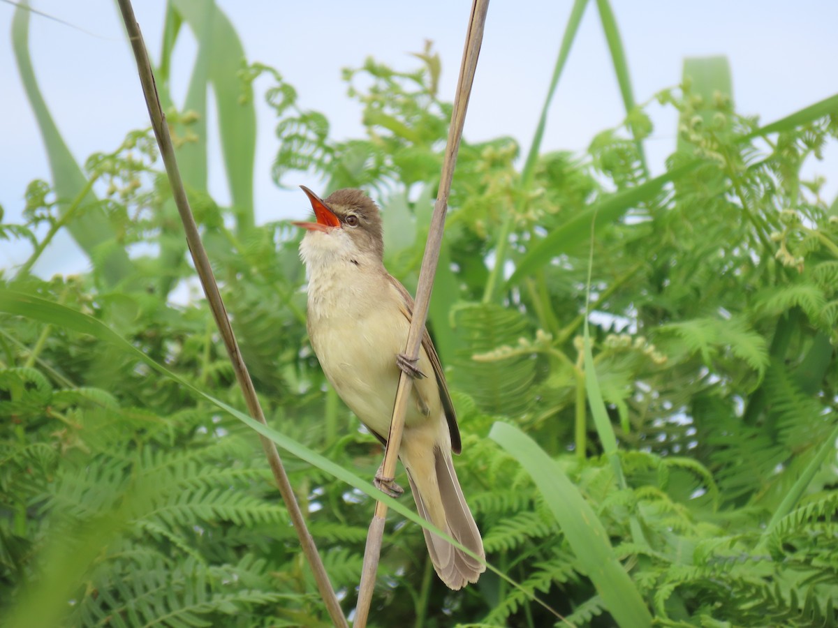 Great Reed Warbler - Luís Manuel Silva