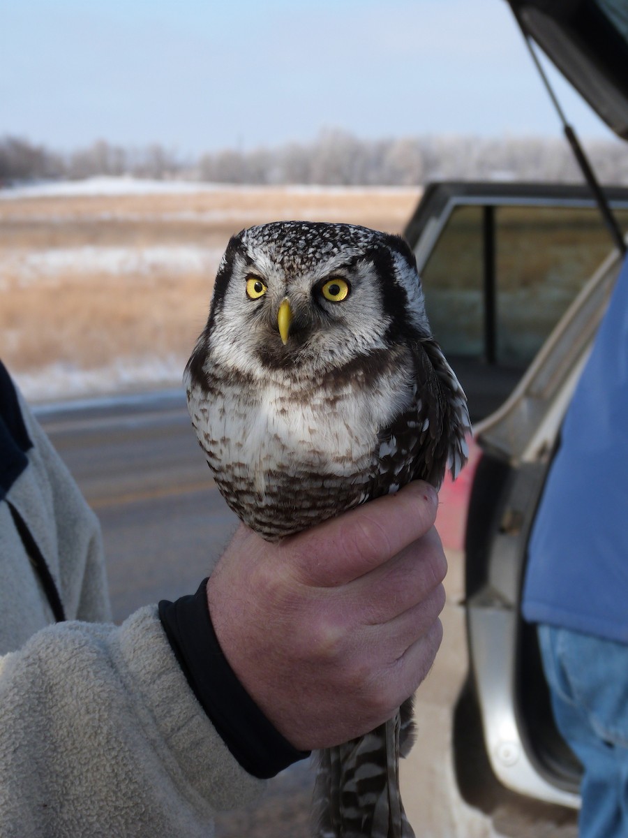 Northern Hawk Owl - ML23507381