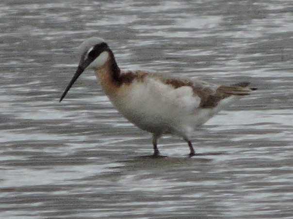 Wilson's Phalarope - ML235078601