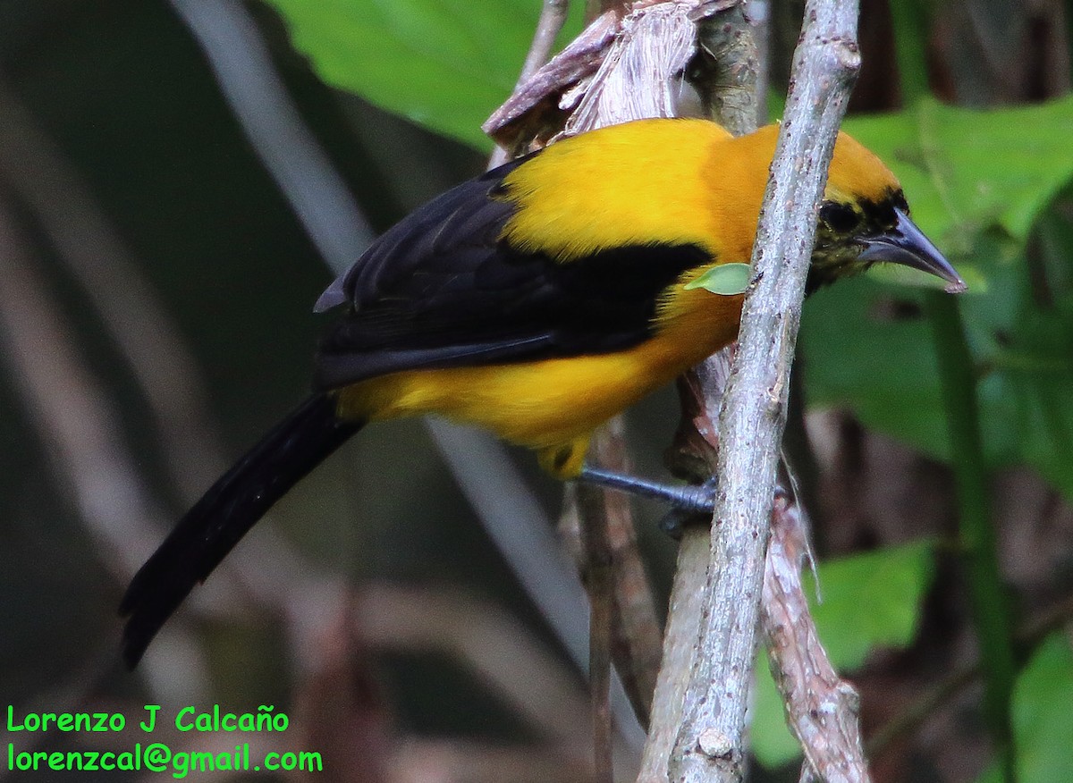 Oriole noir et or - ML235078991