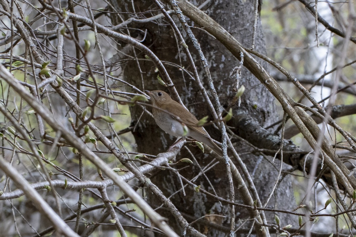 Veery - Kent McFarland