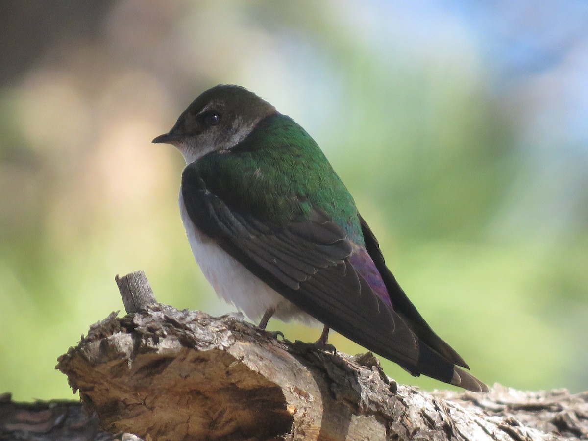 Violet-green Swallow - ML235083411