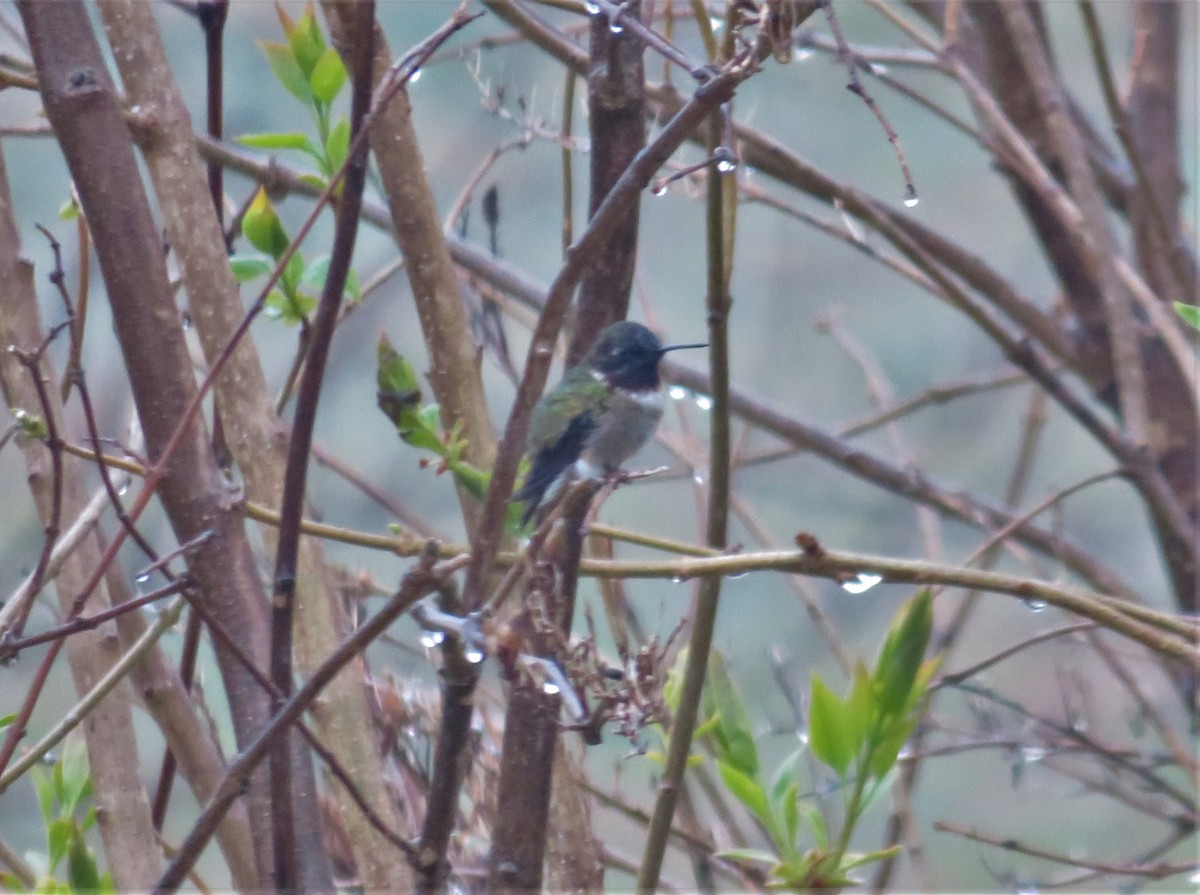 Colibrí Gorjirrubí - ML235084881