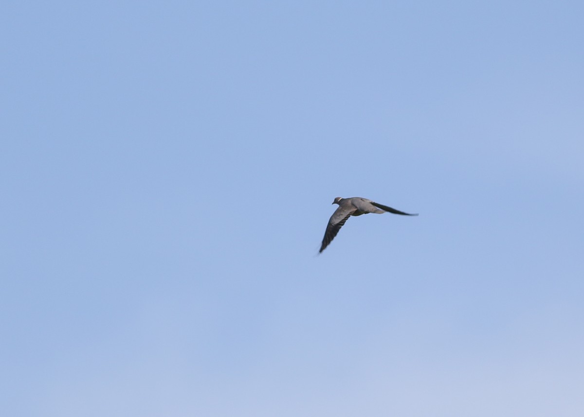 Band-tailed Pigeon - ML235085721