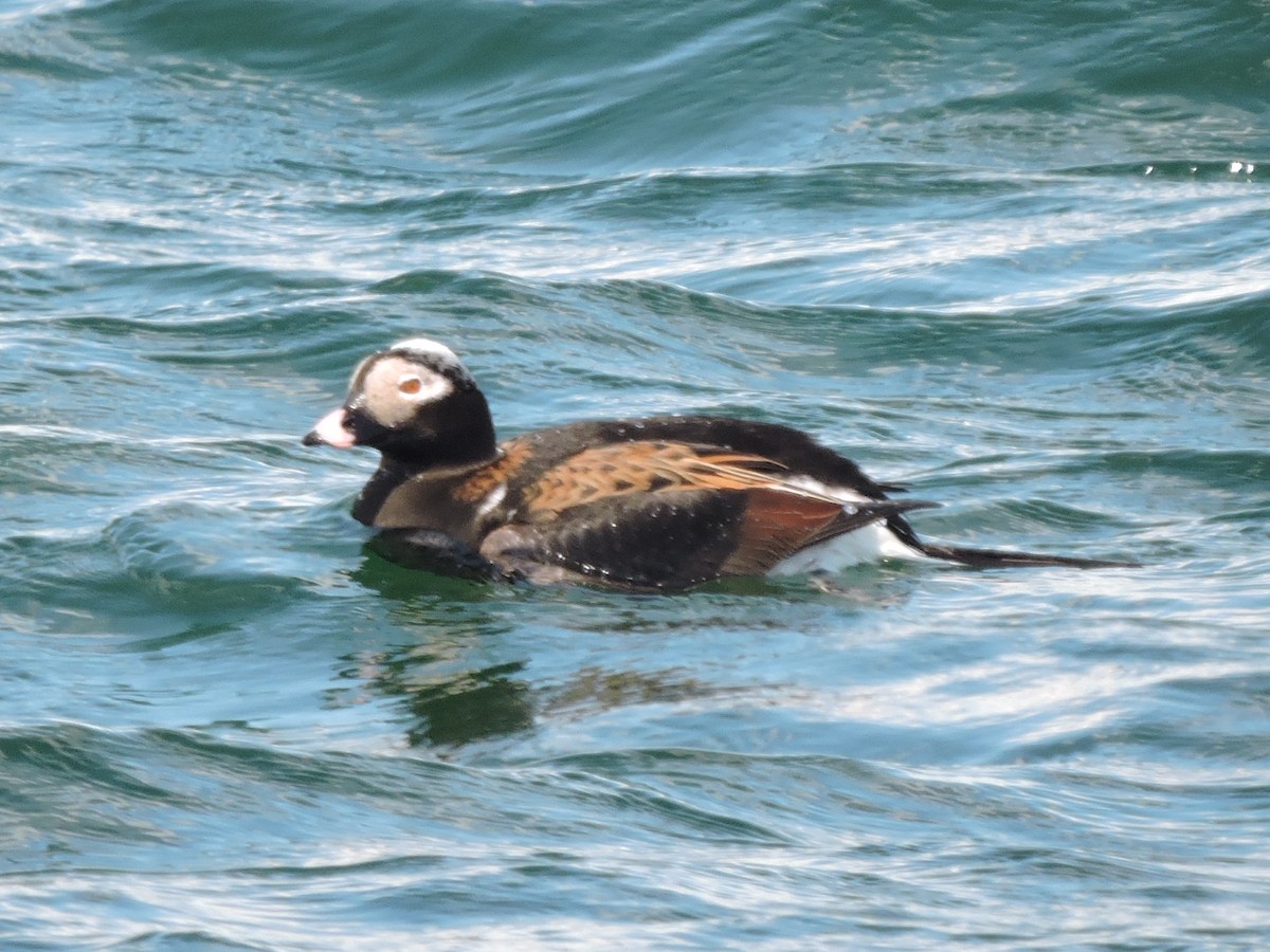 Long-tailed Duck - ML235087211