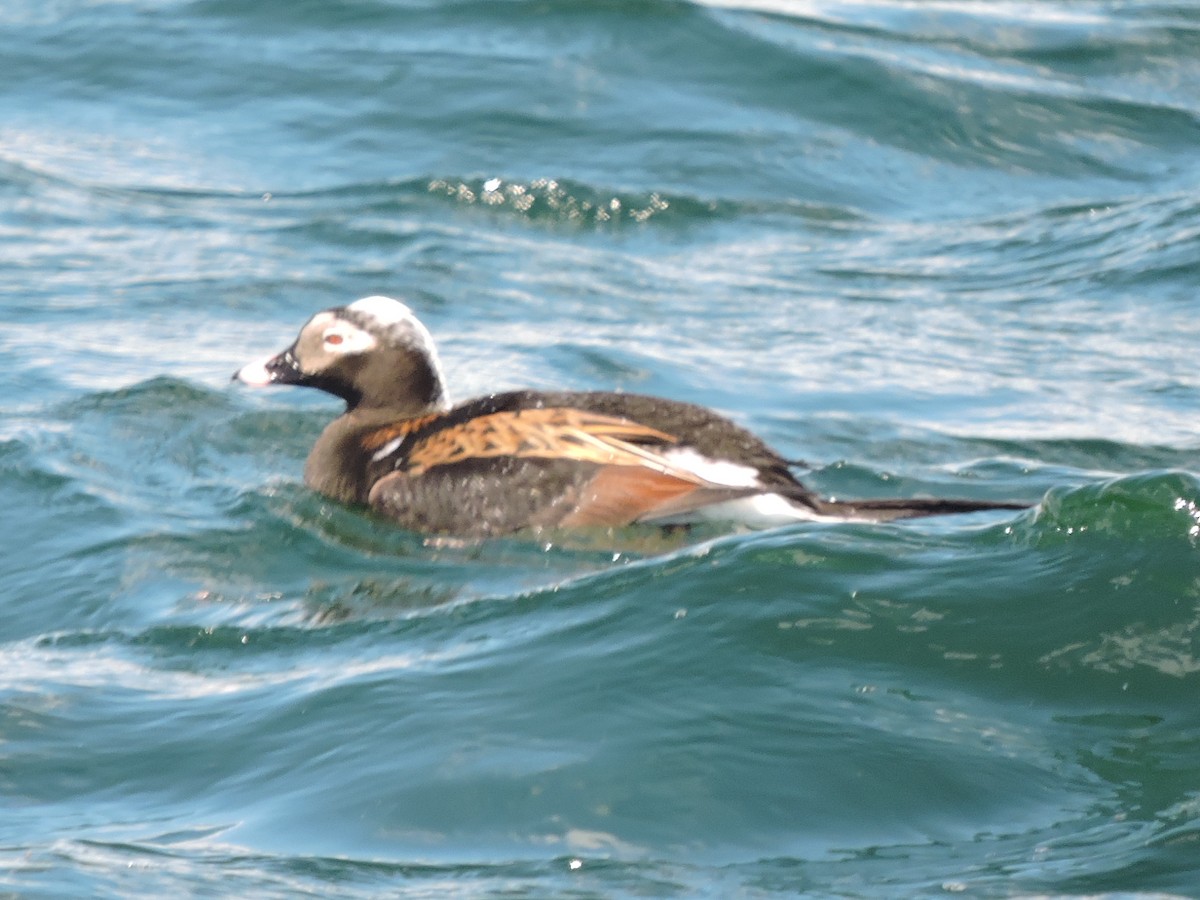 Long-tailed Duck - ML235087491