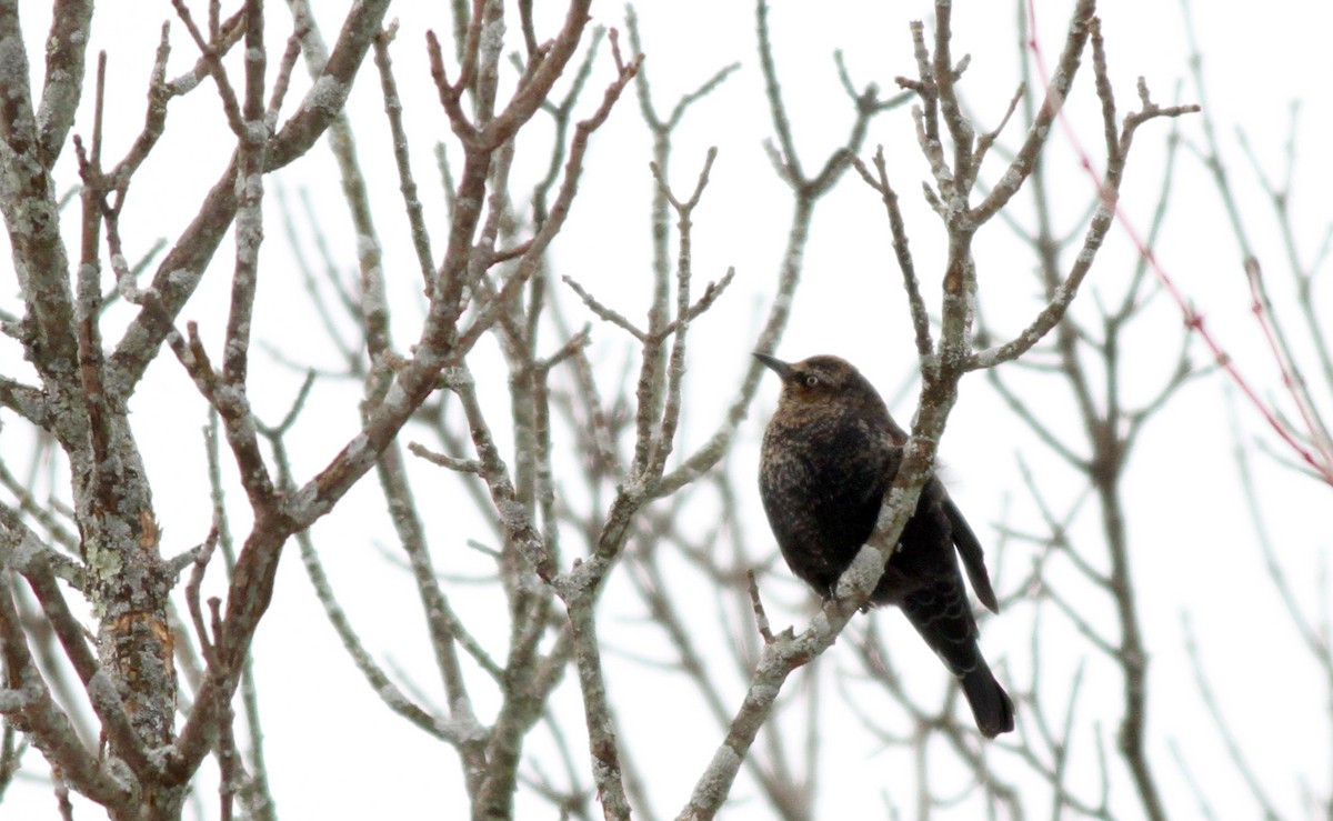 Rusty Blackbird - ML23508801