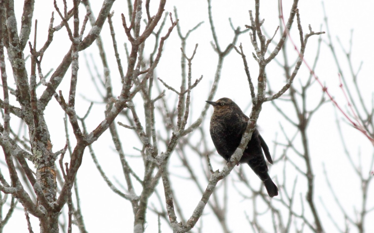 Rusty Blackbird - ML23508811