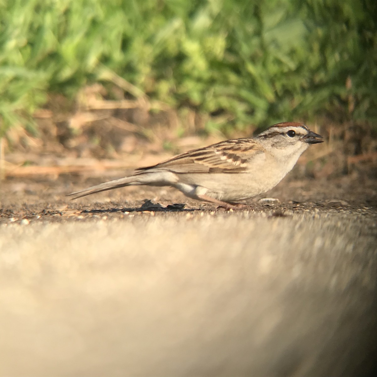 Chipping Sparrow - ML235091001