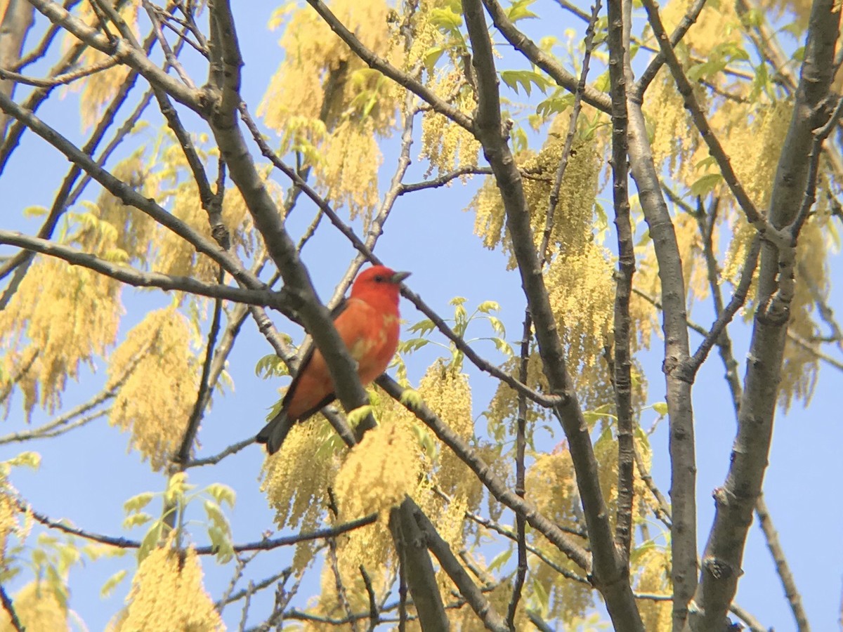 Scarlet Tanager - ML235091241