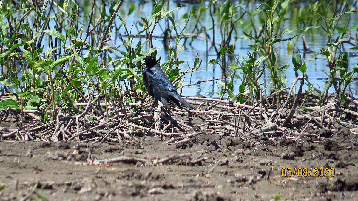 Brewer's Blackbird - ML235091531