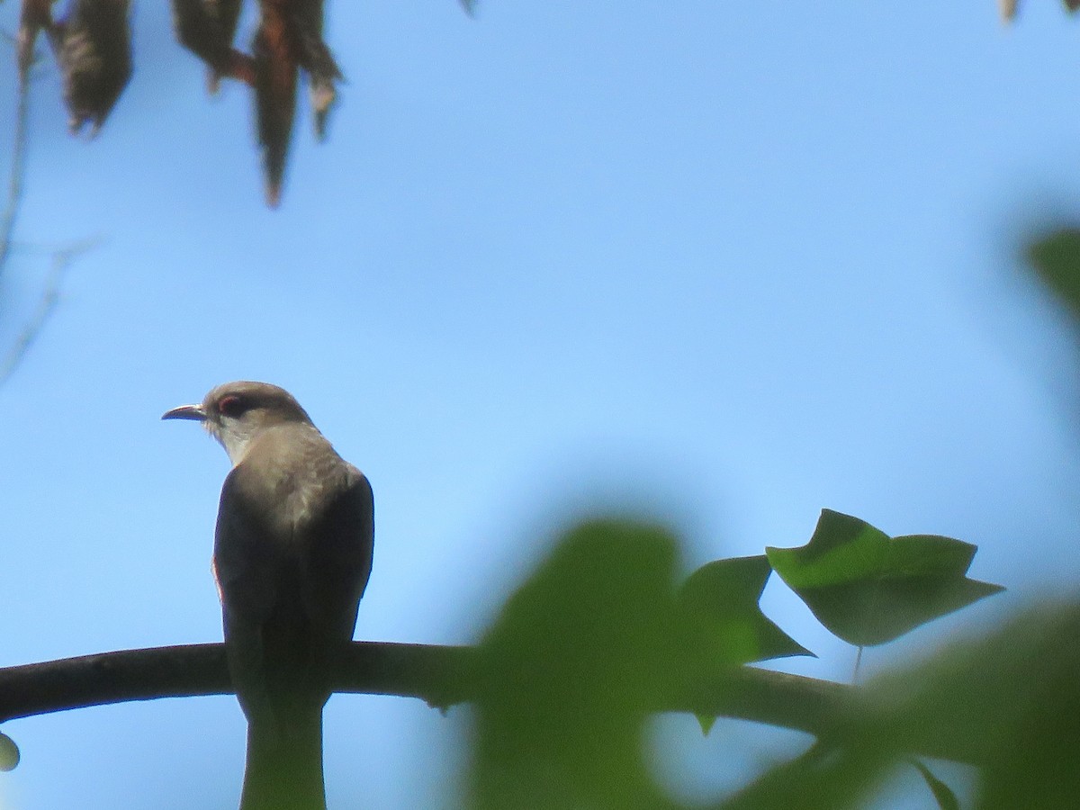 Black-billed Cuckoo - ML235092951