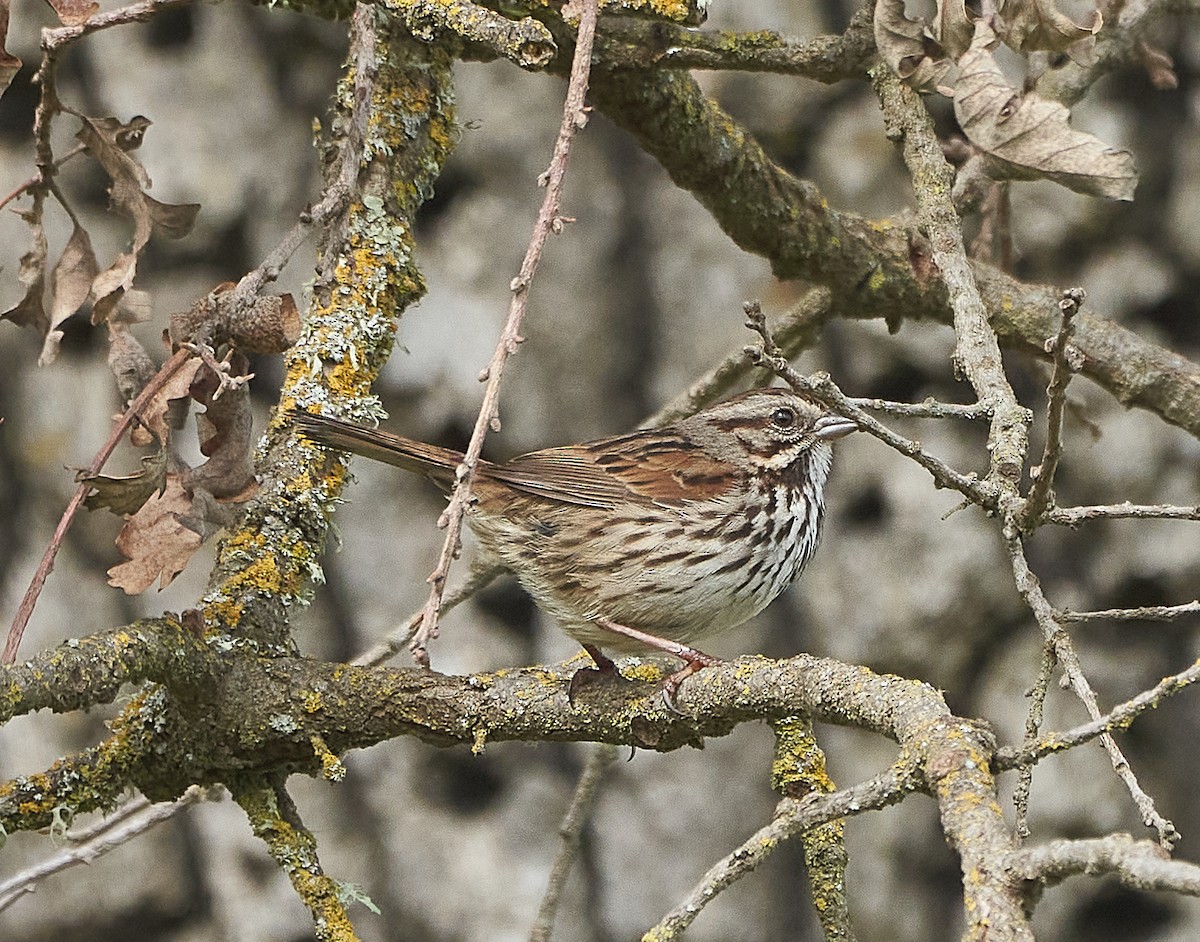 Song Sparrow - ML235095161