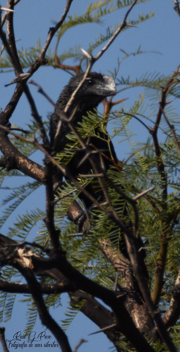 Smooth-billed Ani - ML235097111