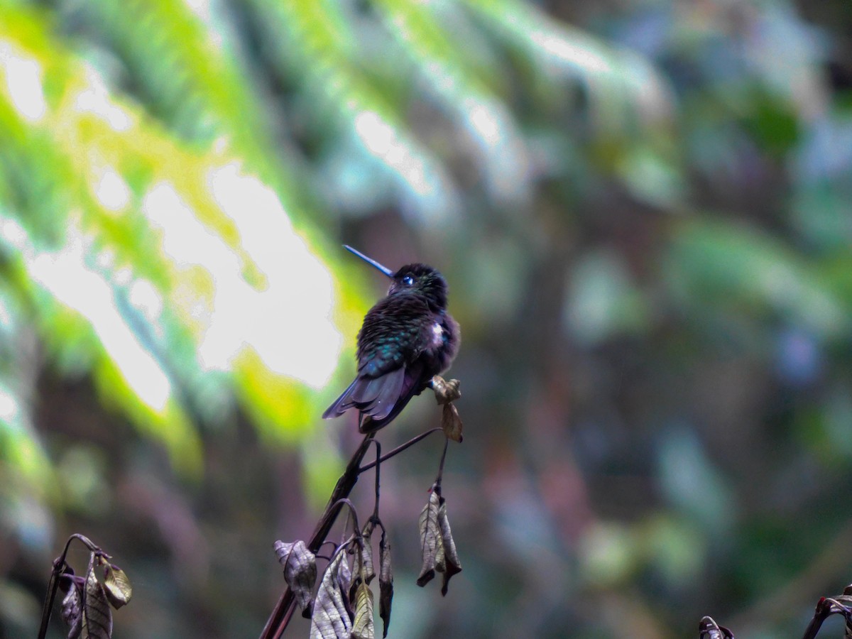 Talamanca Hummingbird - ML235097421