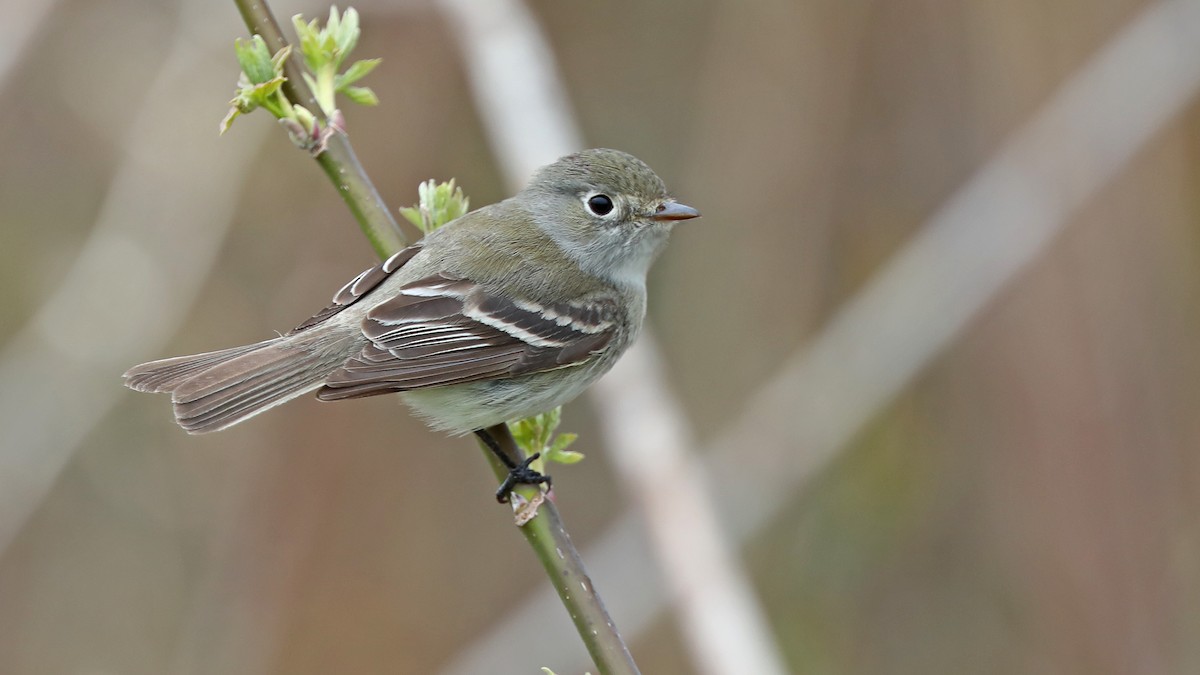 Least Flycatcher - ML235098381