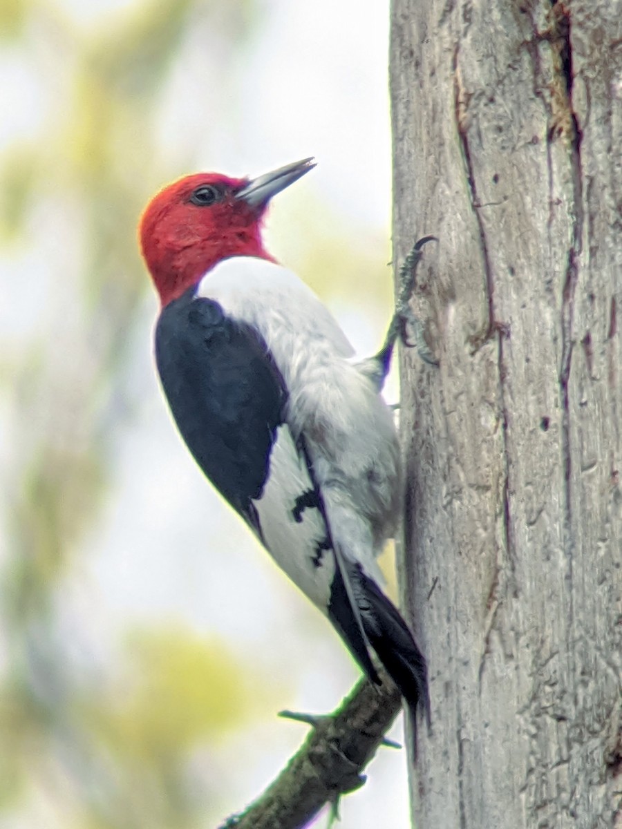 Red-headed Woodpecker - ML235099901