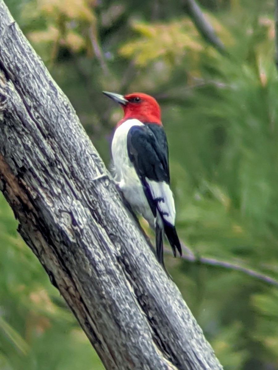 Red-headed Woodpecker - ML235099911