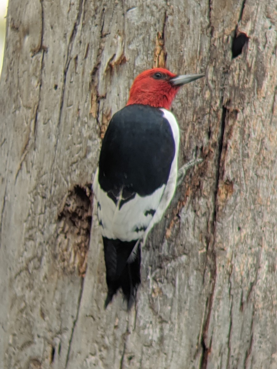 Red-headed Woodpecker - ML235099921