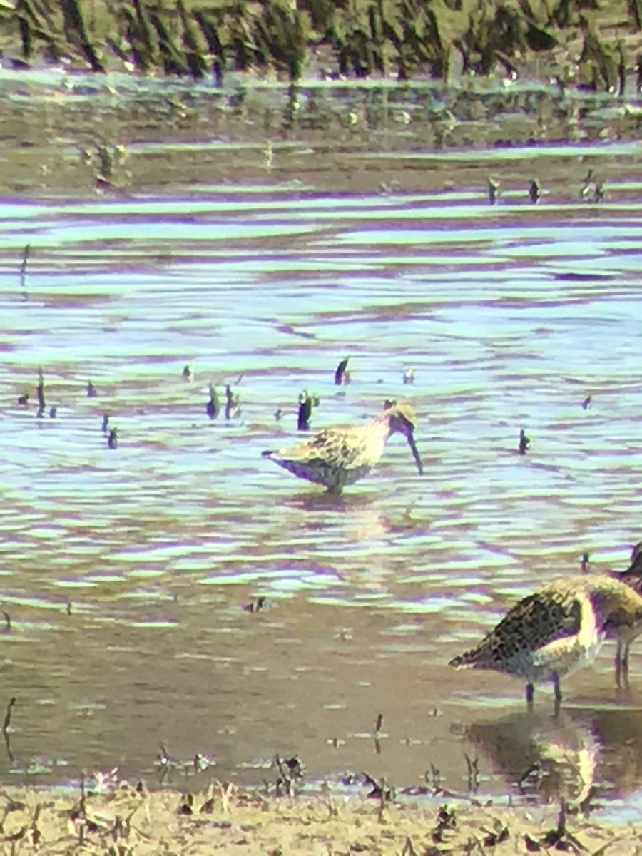 Stilt Sandpiper - ML235101921